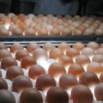 Foto: Divulgação Seapa-MG