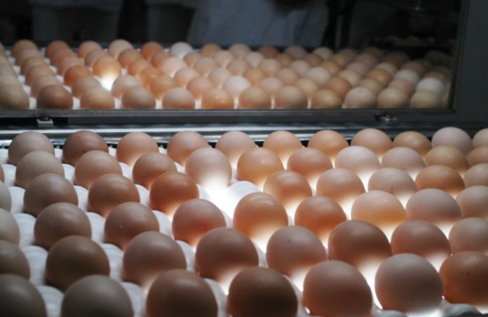 Foto: Divulgação Seapa-MG